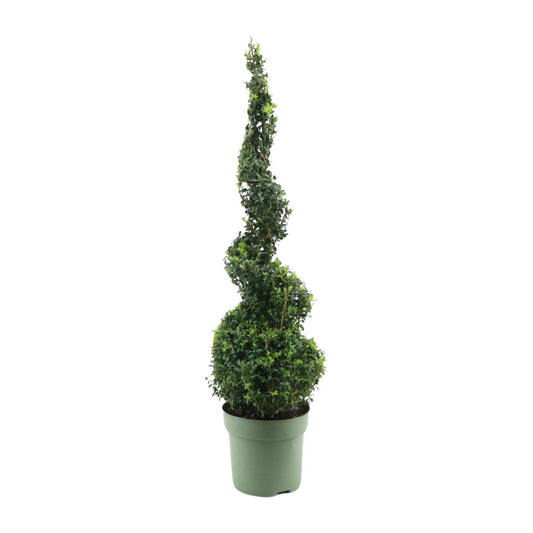 Buxus Semp. Spiral 70cm - Ø23cm - ↕90cm bei Pflanzfix24