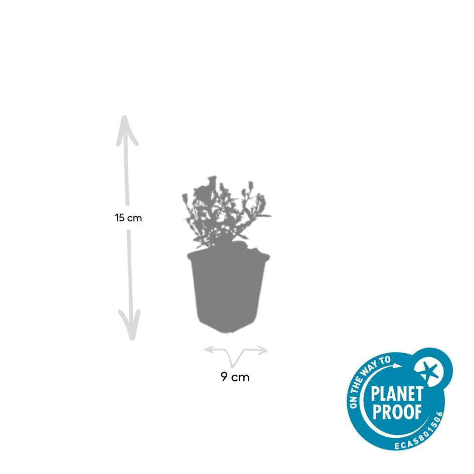 "20x Premium Herbstaster 'Prof. Anton Kippenberg' von Pflanzfix24.de - ↕10-25cm - Ø9cm" - Pflanzfix24.de