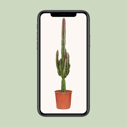 Euphorbia Trigona Rubra - Ø17cm - ↕70cm von Pflanzfix24