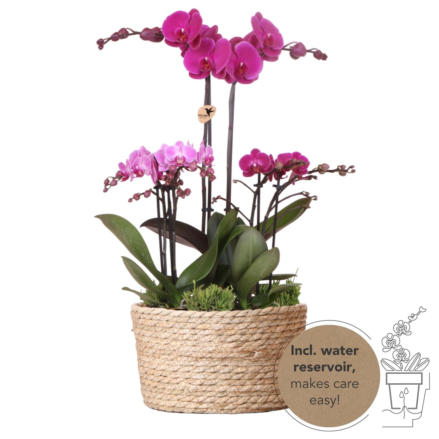 Kolibri Orchids im Schilfkorb | lila Pflanzenset | 3 Orchideen und 3 Grünpflanzen | autarker Wassertank - Pflanzfix24