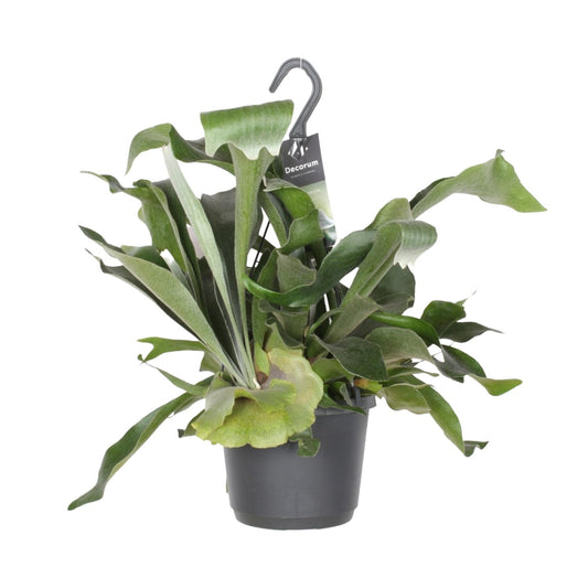 Platycerium Niederlande Hirschgeweihfarn Ø17cm – Pflanzfix24.de - Pflanzfix24.de