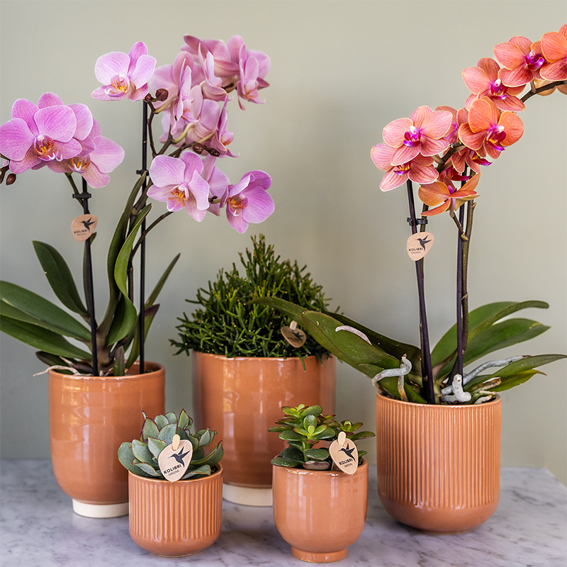 Treviso Orchideen Kombi-Angebot - 2 Phalaenopsis Orchideen - Ø9cm - Pflanzfix24