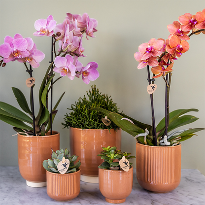 Treviso Orchideen Kombi-Angebot - 2 Phalaenopsis Orchideen - Ø9cm - Pflanzfix24