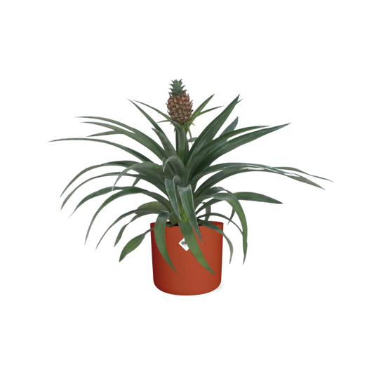 Ananas Mi Amigo 12cm Pflanze in ELHO b.for soft rond 14cm brique - Pflanzfix24