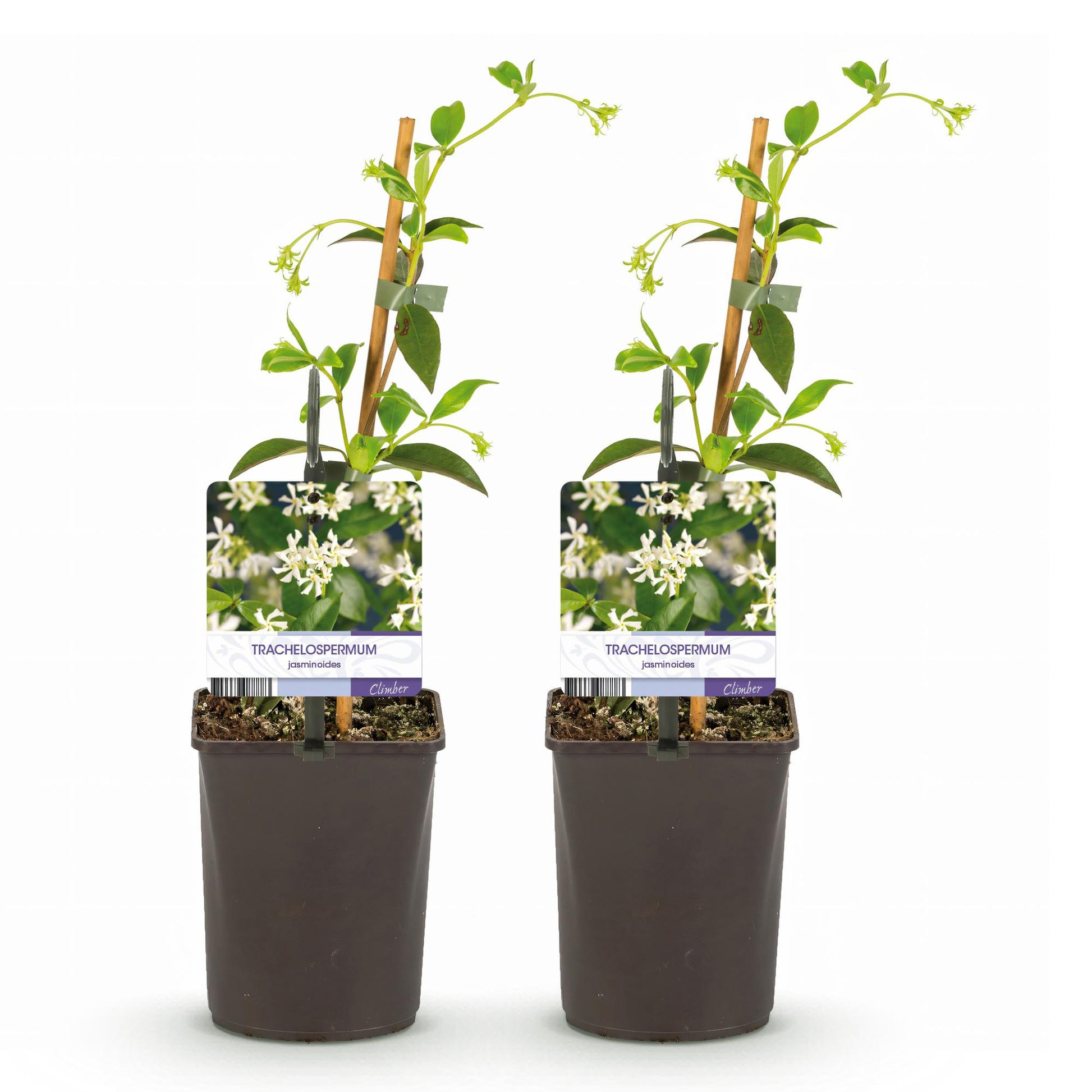 Pflanzfix24.de - Toskanischer Jasmin - Trachelospermum jasminoides - Immergrün - 2 Pflanzen - Pflanzfix24.de