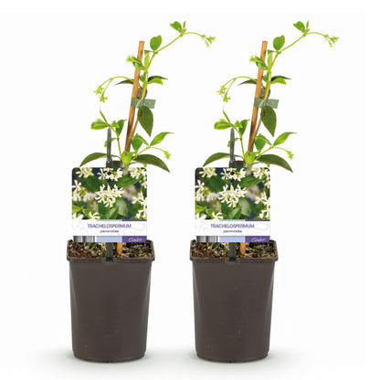 Pflanzfix24.de - Toskanischer Jasmin - Trachelospermum jasminoides - Immergrün - 2 Pflanzen - Pflanzfix24.de