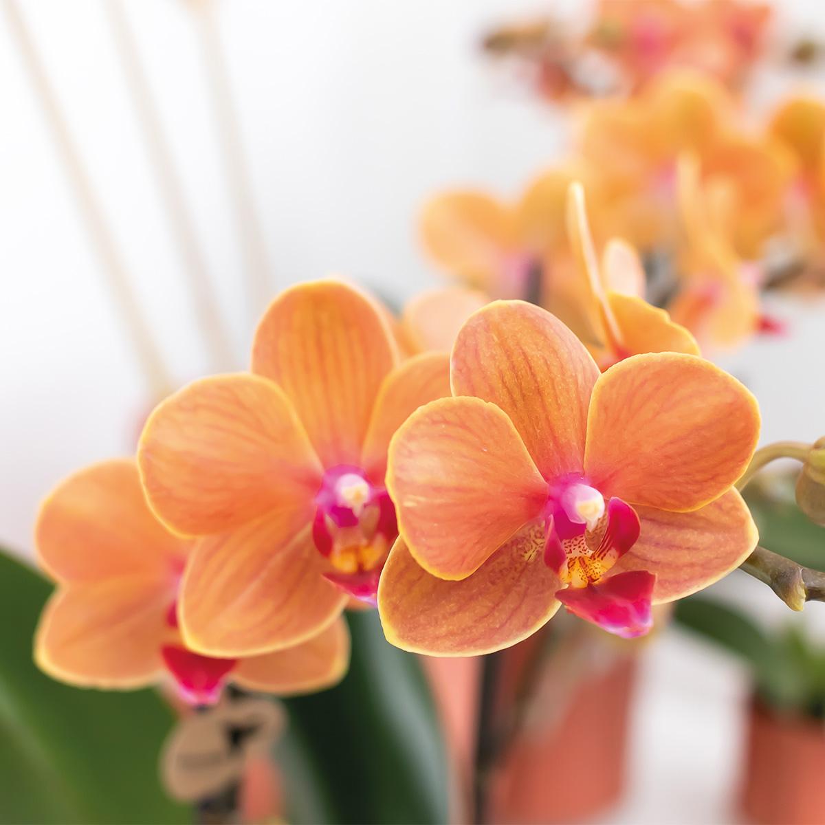 Orange Phalaenopsis „Mineral Bolzano“ Ø9cm – Leuchtende Orchidee | Pflanzfix24.de - Pflanzfix24.de
