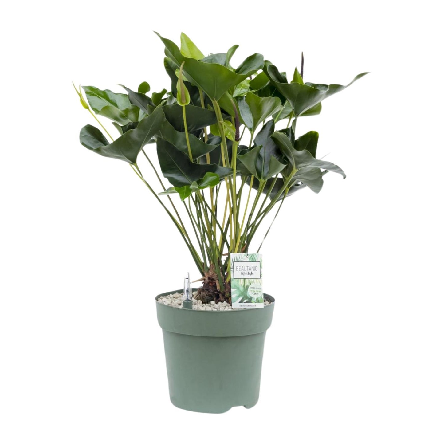Anthurium Arrow - Ø30cm - ↕80cm - Pflanzfix24