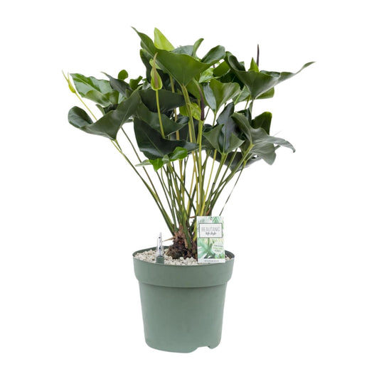 Anthurium Arrow - Ø30cm - ↕80cm - Pflanzfix24
