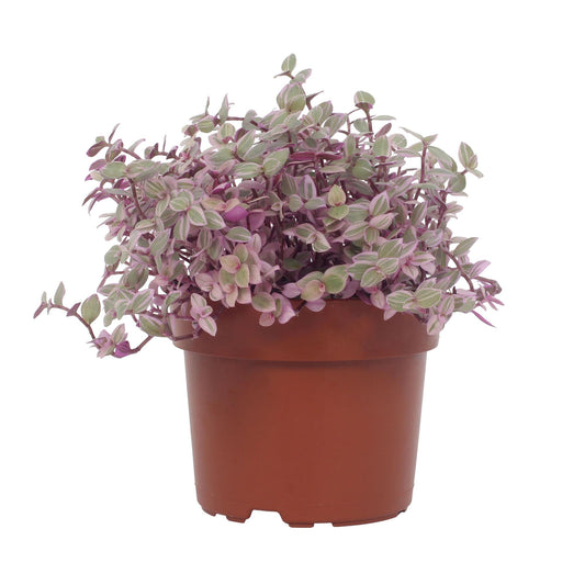 Callisia Repens Rosato 12cm - Ø12cm - Pflanzfix24
