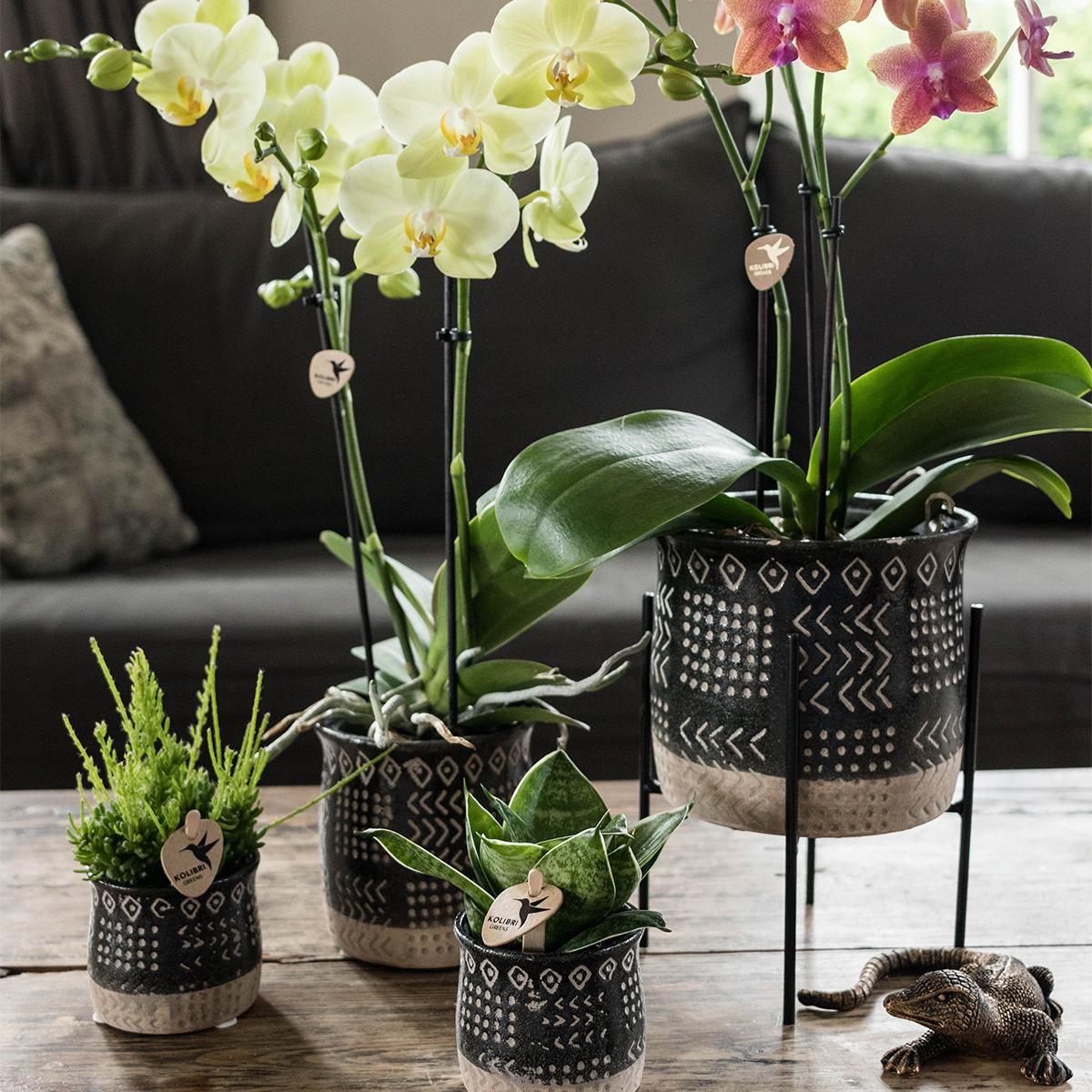 Pflanzenständer Metall Ø12cm schwarz – Kolibri Home | Pflanzfix24.de - Pflanzfix24.de