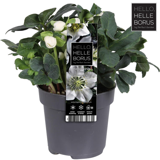 Helleborus Niger 'Christmas Carol' P12 (M) - Pflanzfix24