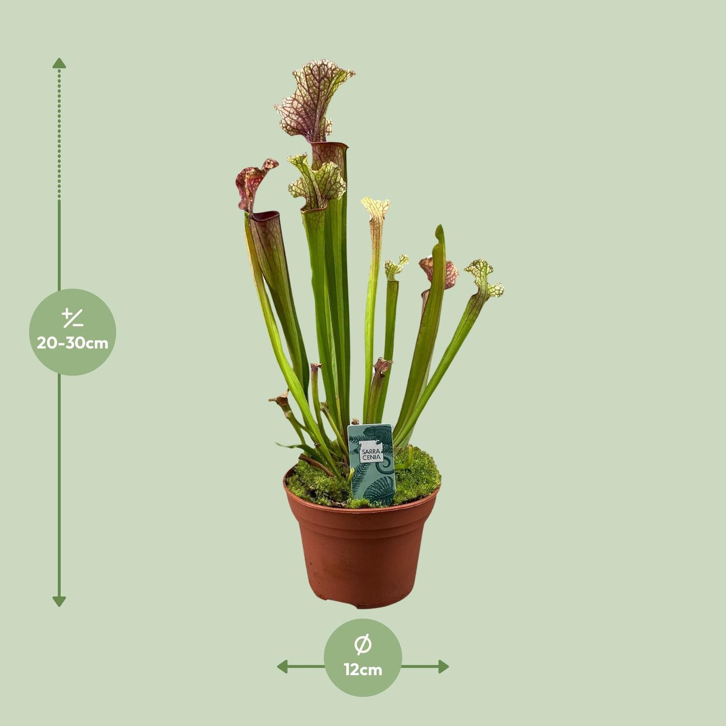 Sarracenia Judith Hindle - Ø12cm - ↕30cm - Pflanzfix24