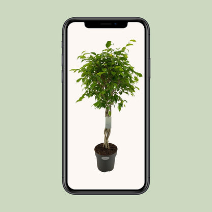 Ficus Benjamina Exotica Geflechtstamm - Ø24cm - ↕100cm - Pflanzfix24