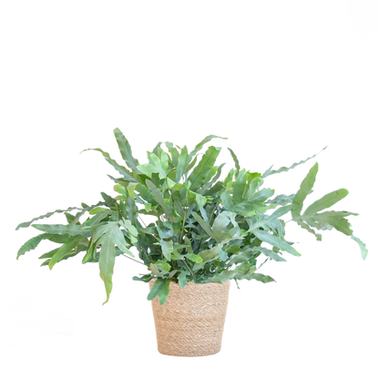 Phlebodium Aureum 'Blue Star' mit Korb Sofia natur - 40cm - Ø17 - Pflanzfix24
