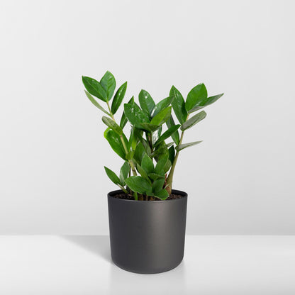 Zamiokulas 75 cm im 17 cm Topf – Pflanzfix24.de - Pflanzfix24.de