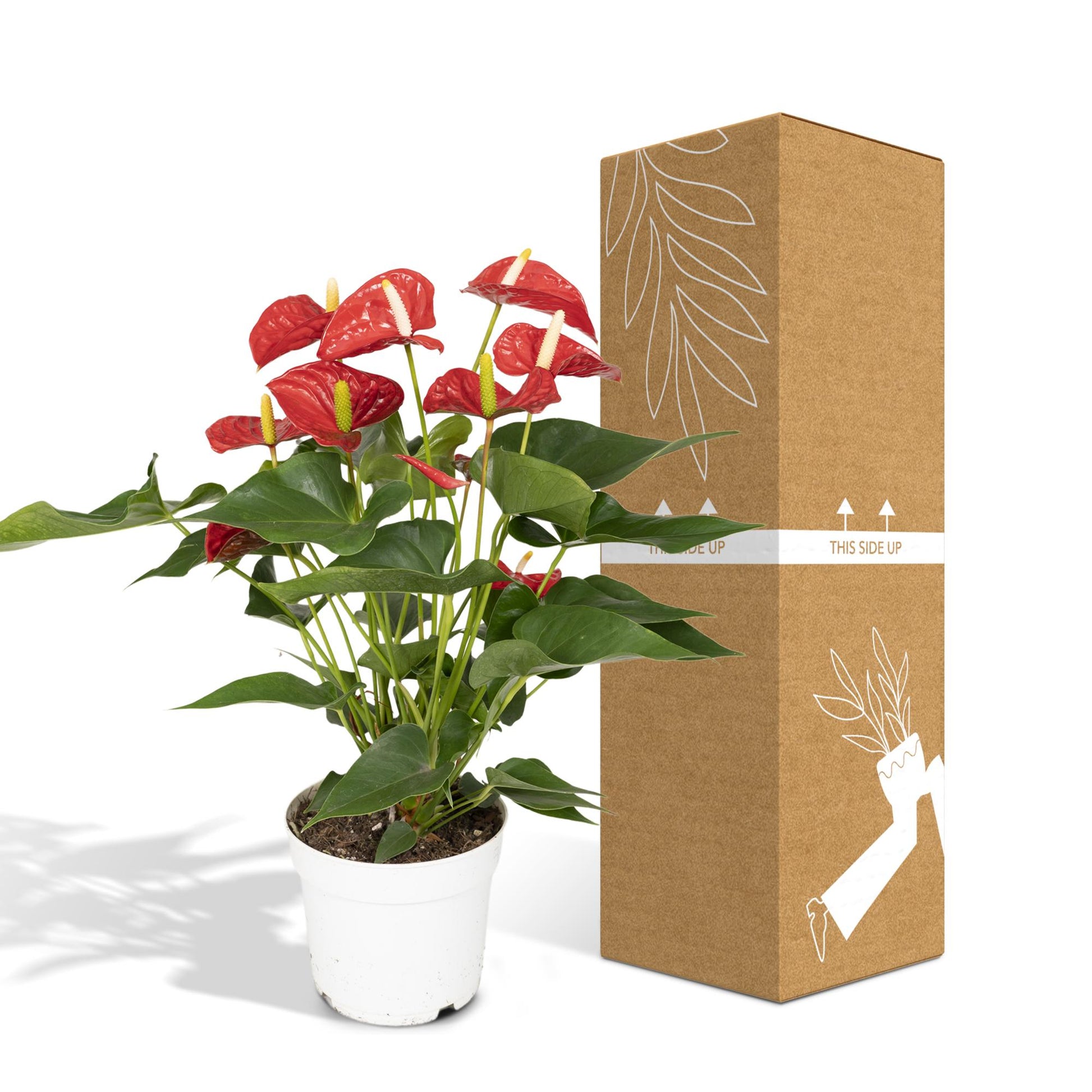 Anthurium Red - Ø17cm - ↕55cm - Pflanzfix24.de - Pflanzfix24.de