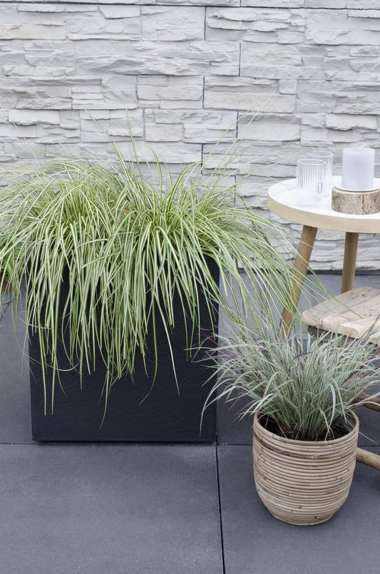 3x Carex hachijoensis 'Evergold' - 30cm - Ø14 - Pflanzfix24