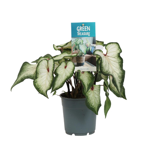 Caladium Wit - Ø12cm - ↕25cm von Pflanzfix24