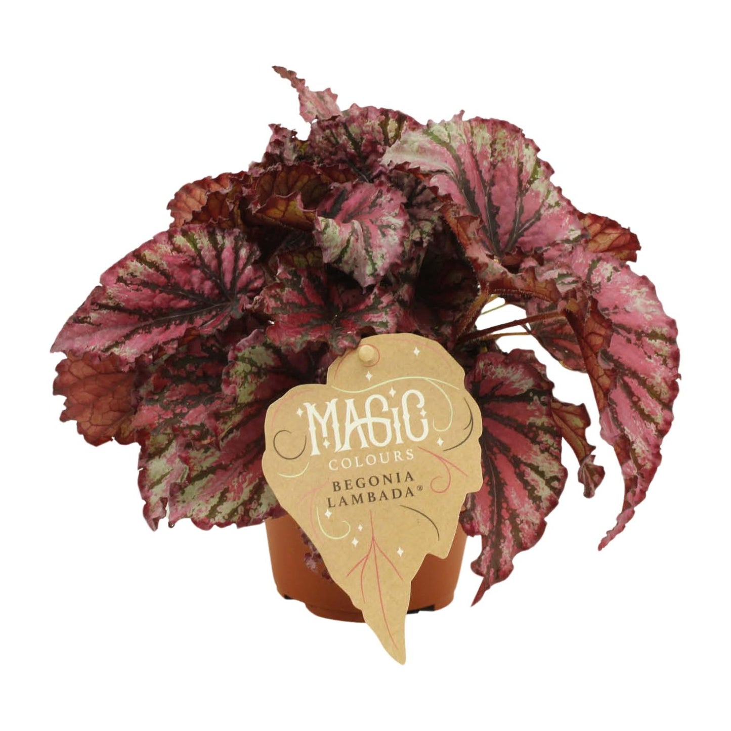 Begonia Rex Lambada - Ø12 ↕25 von Pflanzfix24
