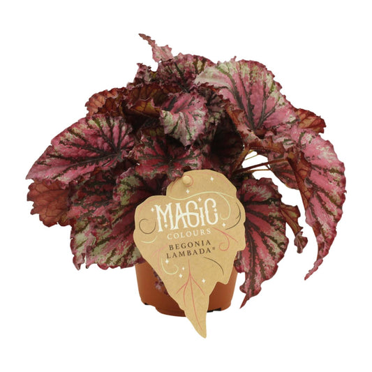 Begonia Rex Lambada - Ø12 ↕25 von Pflanzfix24