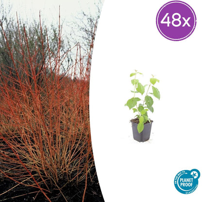 48x Cornus sang. 'Midwinter Fire' - Pflanzfix24