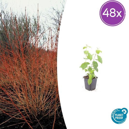 48x Cornus sang. 'Midwinter Fire' - Pflanzfix24