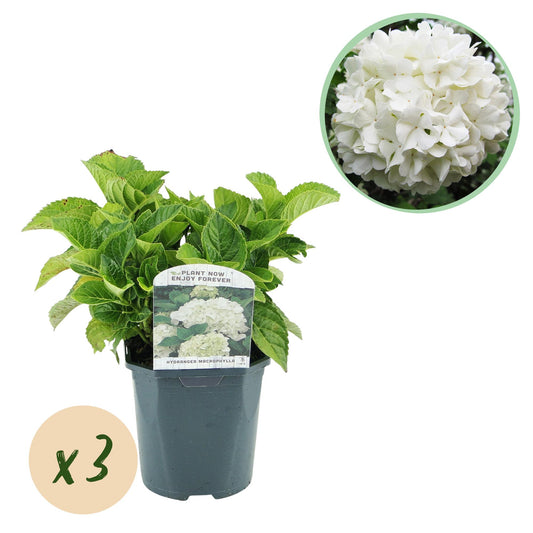 pflanzfix24 - Hortensie Hydrangea macrophylla Weiß - 3 Pflanzen - 1 m2