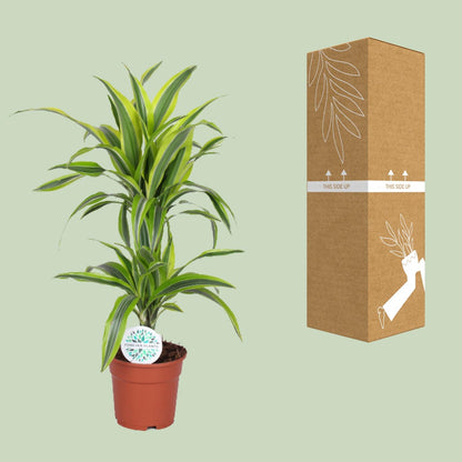Dracaena Lemon Lime - Ø17cm - pflanzfix24