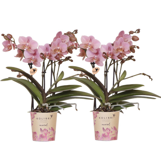 Treviso Orchideen Kombi-Angebot - 2 Phalaenopsis Orchideen - Ø9cm - Pflanzfix24