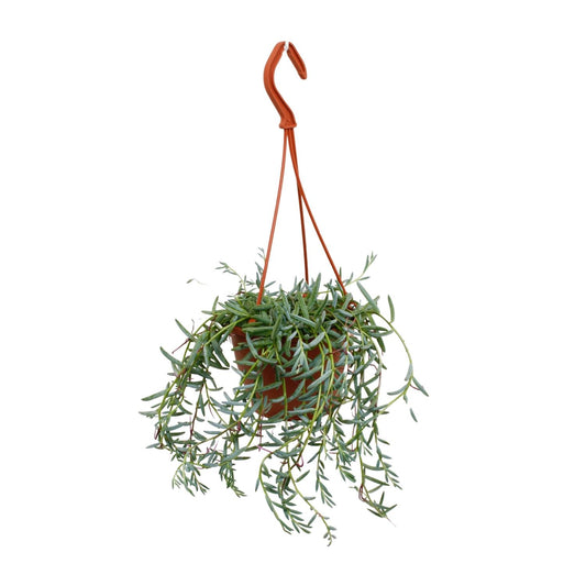 Senecio Hallianus - Ø12cm - ↕25cm - Pflanzfix24