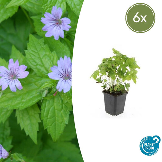 6x Geranium nodosum - ↕10-25cm - Ø9cm - Pflanzfix24