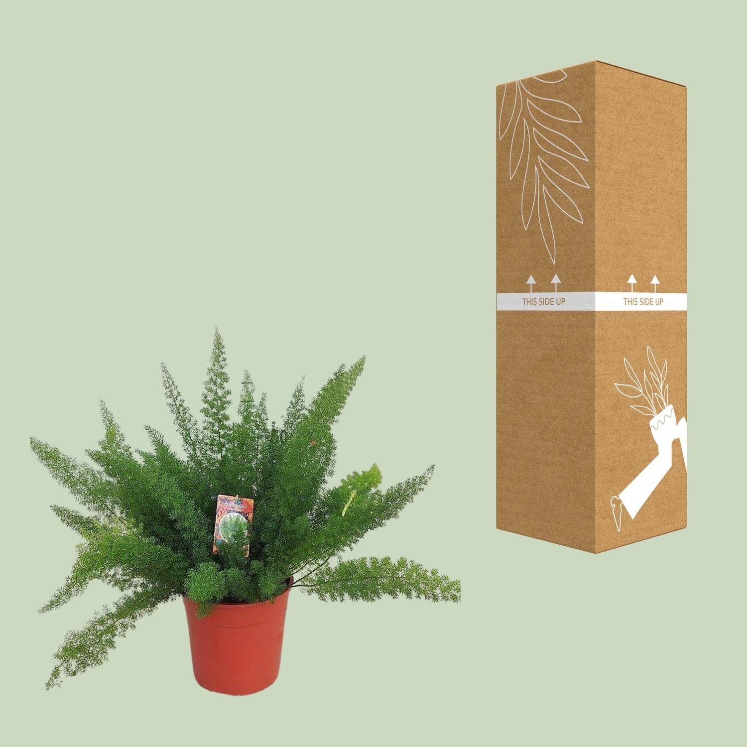 Asparagus D. Meyers - Ø27cm - ↕60cm - Pflanzfix24.de - Pflanzfix24.de