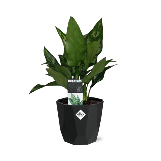 Aglaonema Maria in 14cm b.for rock living black bei Pflanzfix24