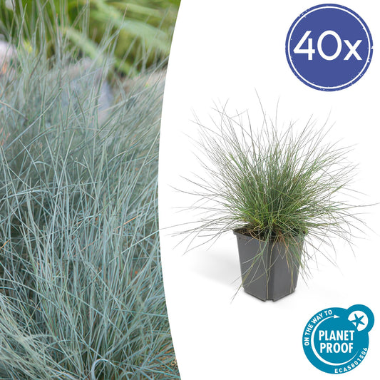 40x Festuca glauca 'Elijah Bleu' 10-25cm Ø9cm Ziergras | Pflanzfix24