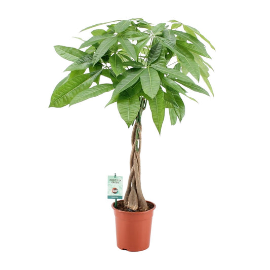 Pachira Aquatica Ø19cm | Zimmerpflanze 80cm bei Pflanzfix24