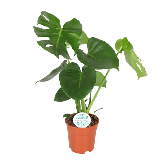 Monstera Deliciosa - Ø17cm - ↕55cm - Pflanzfix24.de - Pflanzfix24.de