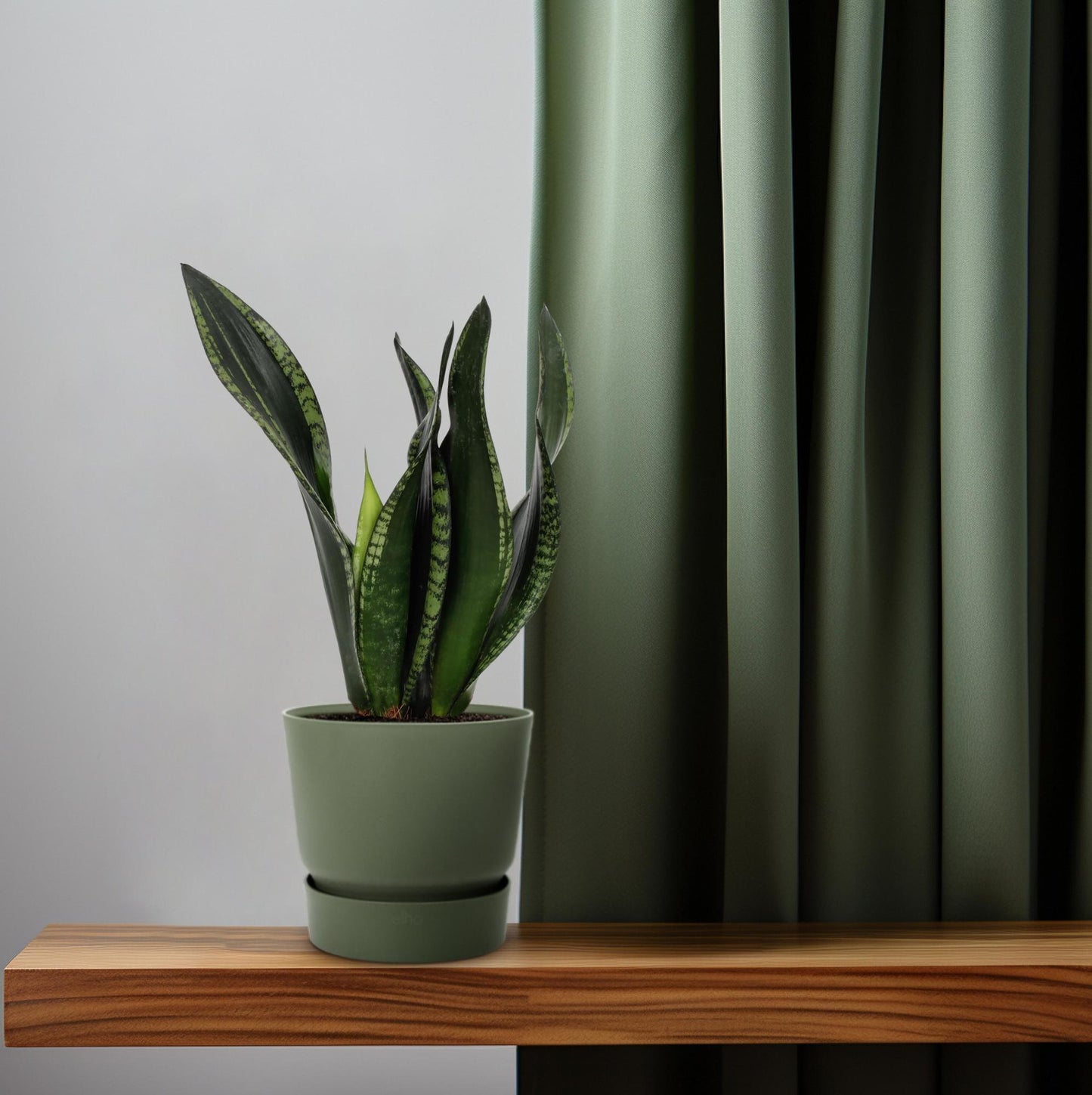 Sansevieria Whitney 12cm – Schwiegermutterzunge bei Pflanzfix24.de - Pflanzfix24.de