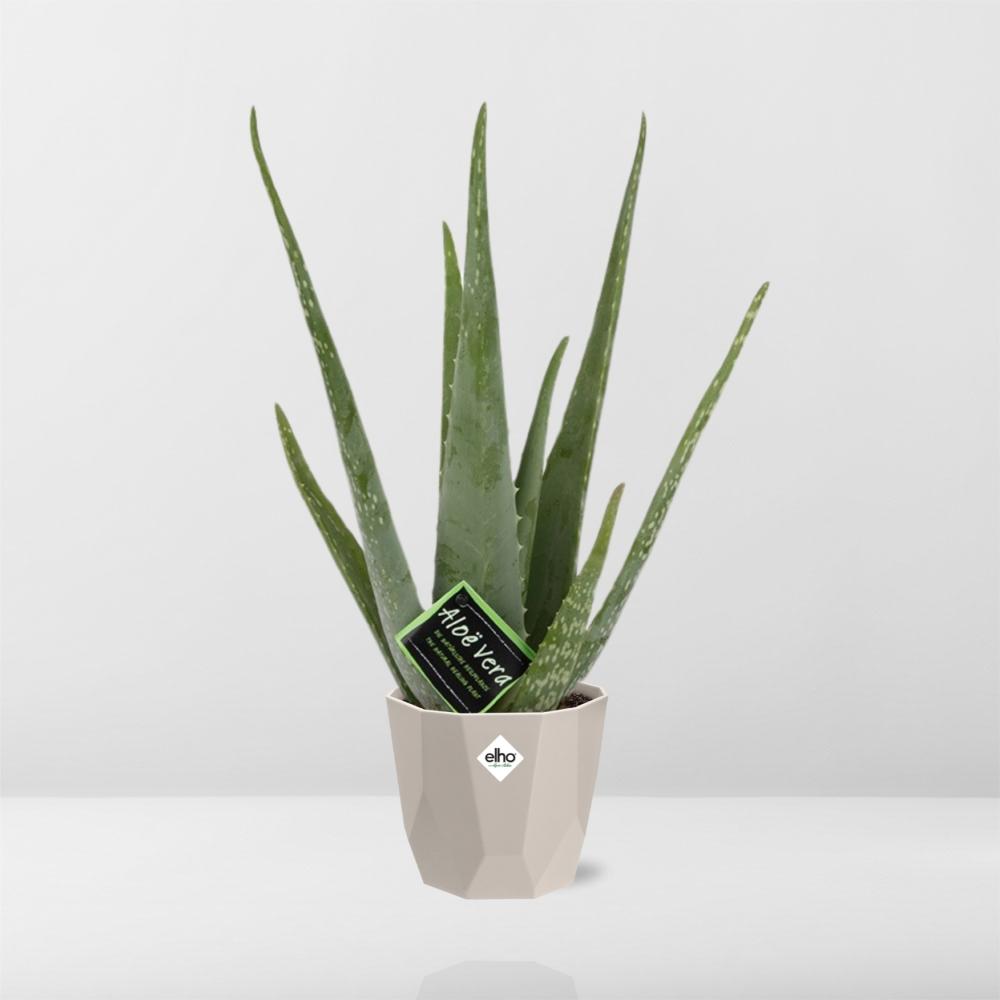 Aloe Vera 12cm in ELHO b.for rock 14 cm warm grey - Pflanzfix24