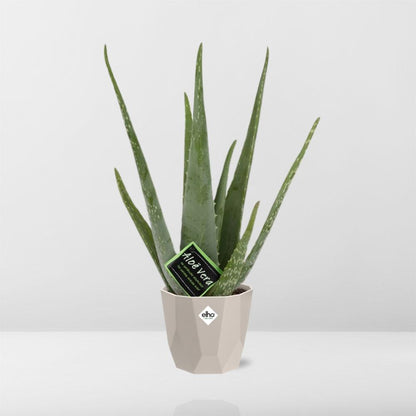 Aloe Vera 12cm in ELHO b.for rock 14 cm warm grey - Pflanzfix24