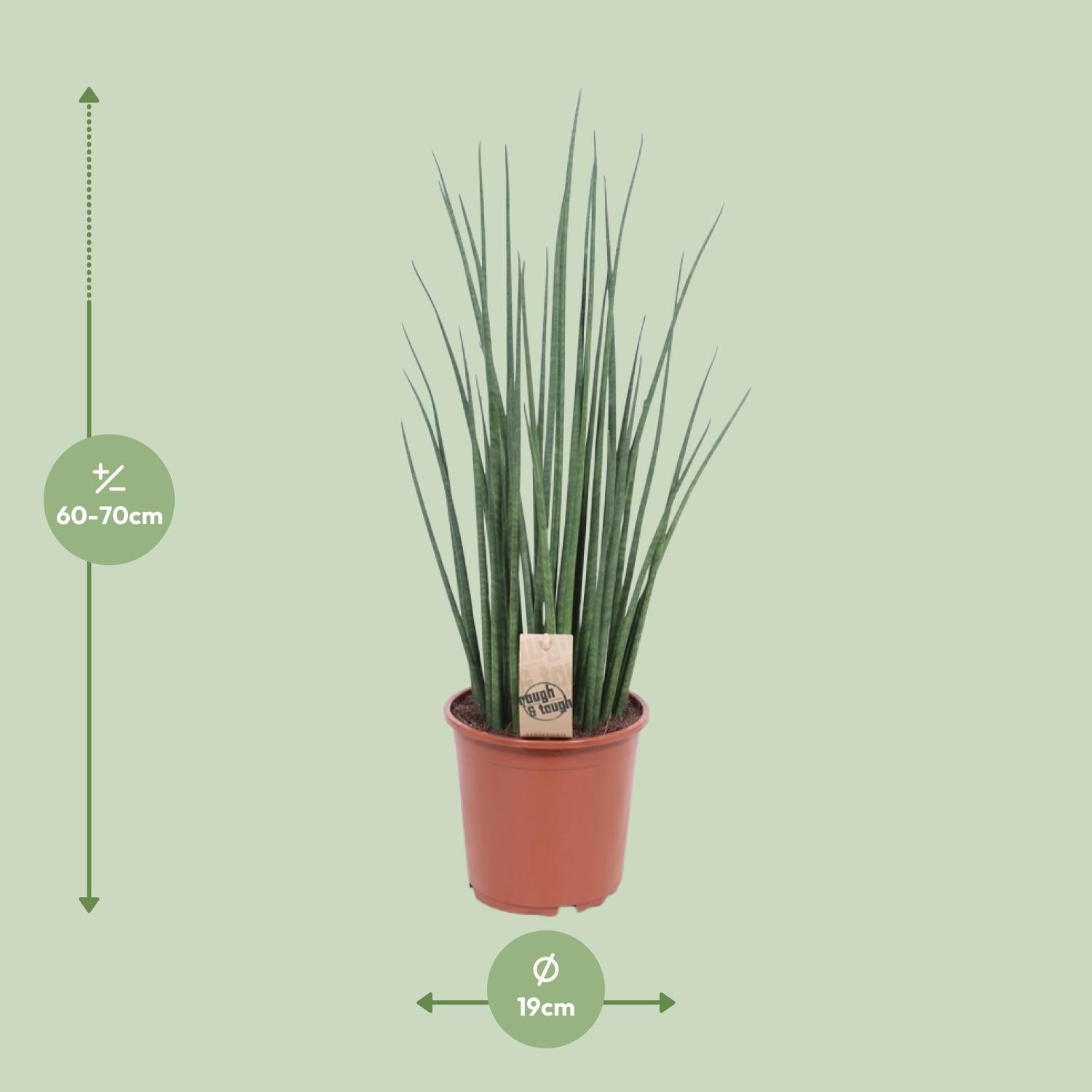 Sansevieria Mikado Ø19cm 70cm | Pflanzfix24.de - Pflanzfix24.de