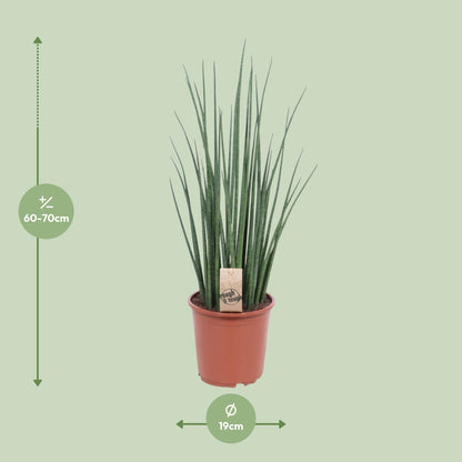 Sansevieria Mikado Ø19cm 70cm | Pflanzfix24.de - Pflanzfix24.de