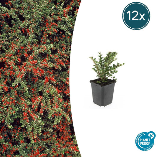 12x Cotoneaster horizontalis - ↕10-25cm - Ø9cm - Pflanzfix24