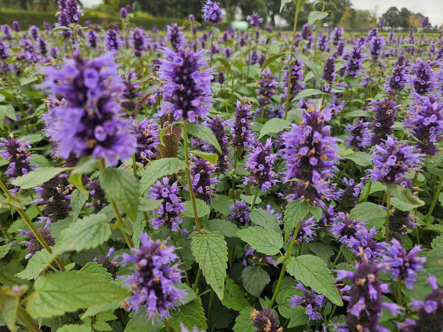 24x Agastache 'Blue Fortune' - Pflanzfix24