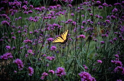 40x Verbena bonariensis - 10-25cm - Ø9cm - Pflanzfix24.de - Pflanzfix24.de
