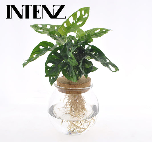 Monstera Adansonii Ø12cm im Bolglas + Klikkurk | Pflanzfix24.de - Pflanzfix24.de