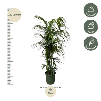 Kentia-Palme 220cm Ø38 – große Zimmerpflanze | Pflanzfix24.de - Pflanzfix24.de
