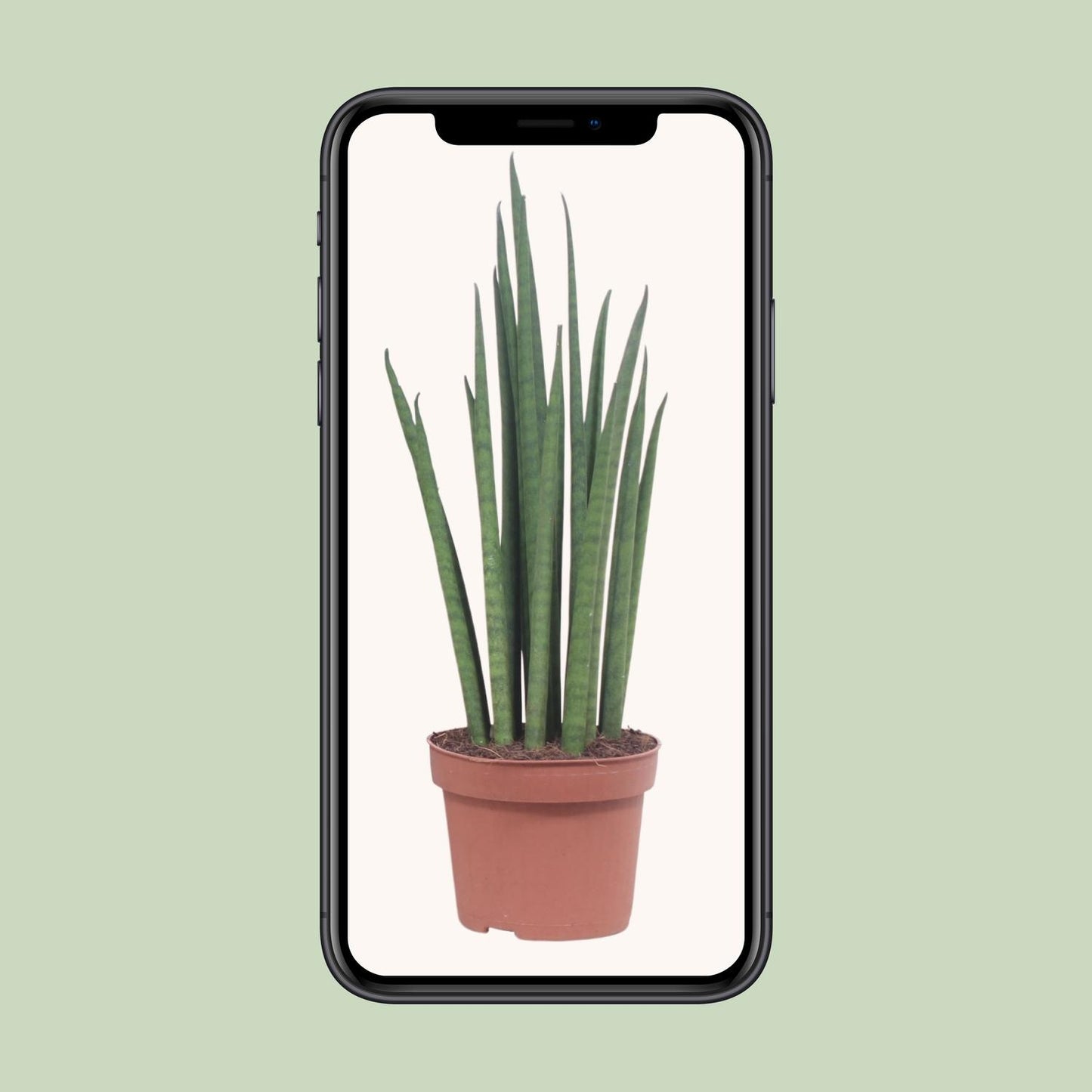 Sansevieria Mikado Ø12cm 40cm | Schwiegermutterzunge - Pflanzfix24.de - Pflanzfix24.de