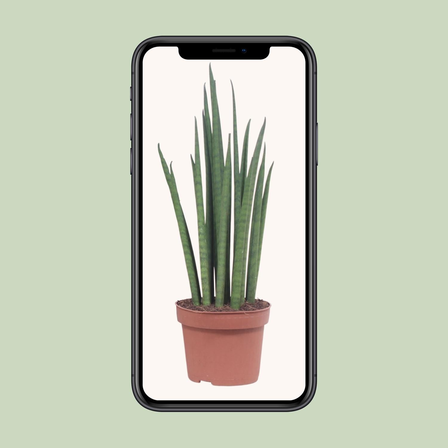 Sansevieria Mikado Ø12cm 40cm | Schwiegermutterzunge - Pflanzfix24.de - Pflanzfix24.de