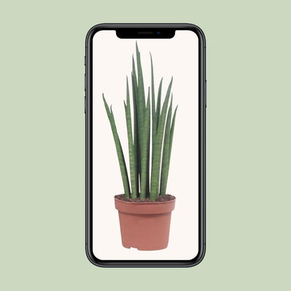 Sansevieria Mikado Ø12cm 40cm | Schwiegermutterzunge - Pflanzfix24.de - Pflanzfix24.de